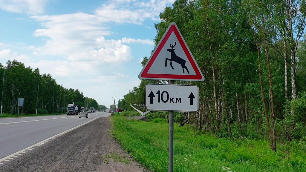 Штраф за сбитие лося на дороге